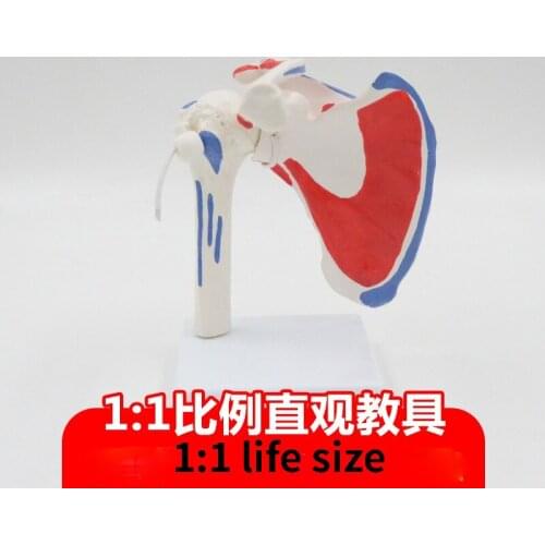 1:1 Life-sized 2parts Detachable Human Shoulder Joint Model Clavicle Shoulder Arthroscopy Surgery Demonstration Bone Model