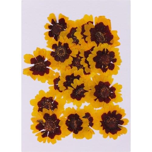 20 pcs Dried Flowers Vivid Real Pressed Dried Flowers For Art Craft Scrapbooking Card Decor