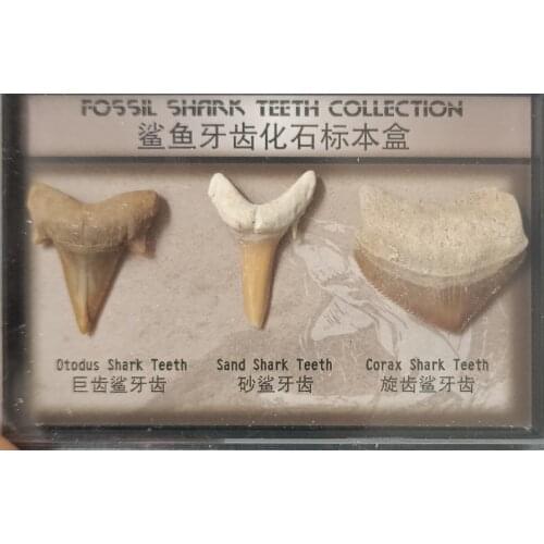 Shark tooth Fossil Specimen Natural Stones Decoration Marine Science Teaching Materials hot 1 box