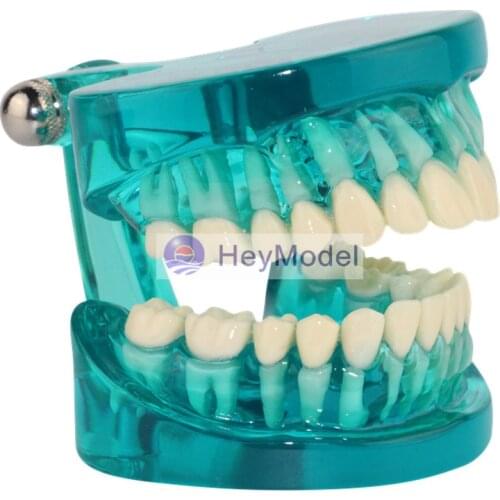 HeyModel Transparent Tooth Model Blue Color
