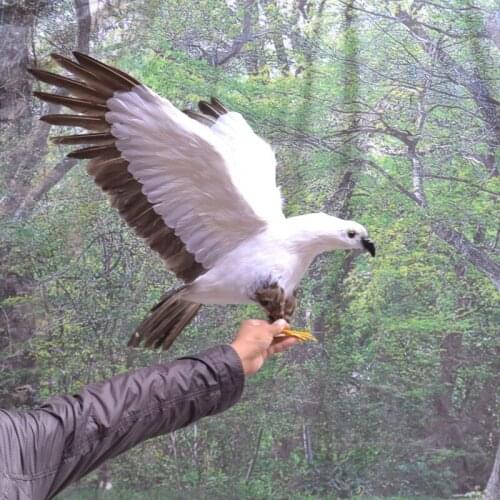 New simulation wings eagle model foam&furs big eagle gift about 90x45cm 1237