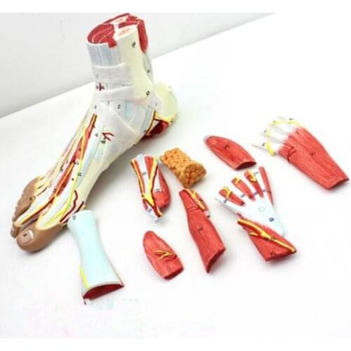 Foot ankle joint muscle ligament anatomical model display teaching demonstat