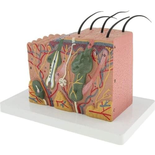 Human Body Skin Structure Anatomy Model 35 Times Skin Surface Nerve Tissue Magnification Anatomical Model Teaching Medical Model