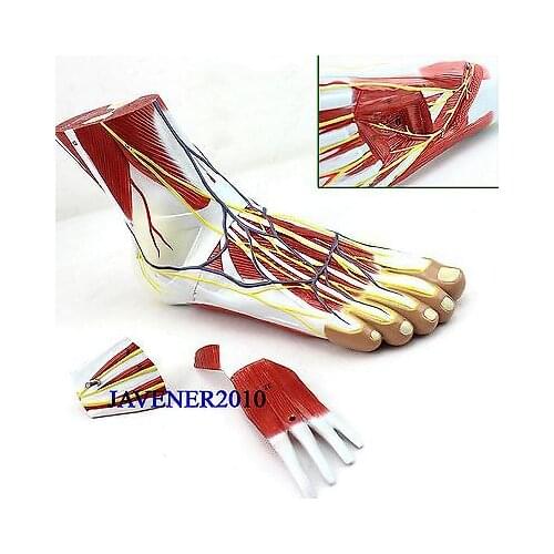 Life Size Human Anatomical Anatomy Foot Planta Pedis Medical Model