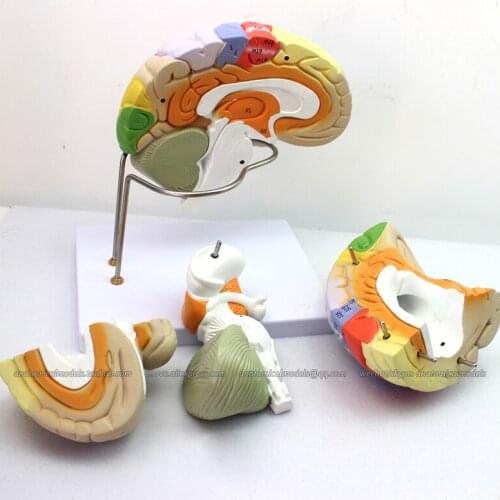 CMAM/12406 Brain, 4-parts, 2x, Medical Brain Anatomical Human Model