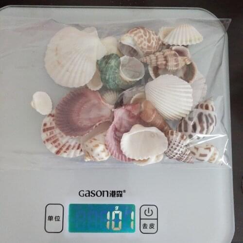 100g Natural conch shells Aquarium decoration Home Decor Natural Sea Beach Shell Conch Seashells For DIY Crafts or party decor