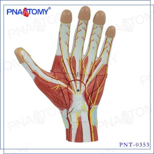 Palm anatomy Hand muscle blood vessels model 2X SIZE 3 PARTS 28*40*8cm 1340g free shipping
