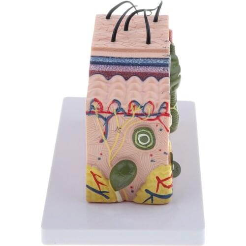 35X Magnified Human Skin Model Dermatology Biology Teaching Aids