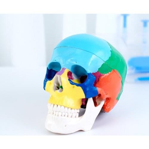 22 parts colored 1:1 life size human detachable skull model head anatomy assembly medical teaching tool dentist used oral cavity