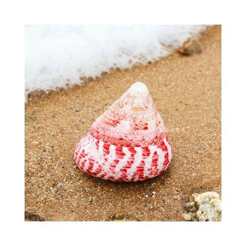 Natural Strawberry Seashells Red Tower Conch Shells Specimen Nautical Home Decor Wedding Beach Aquarium Landscape Crafts
