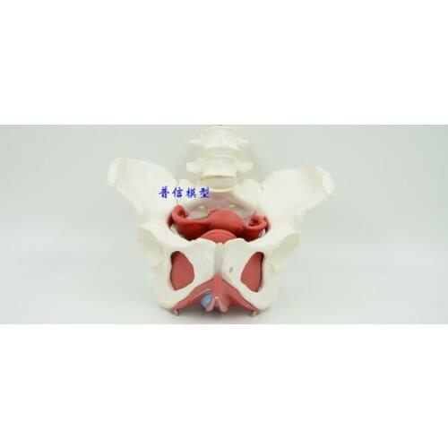 Free shipping&Female pelvis and reproductive organs model,Female bladder pelvic floor muscle. Rehabilitation, medical