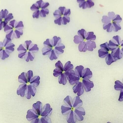60pcs Pressed Dried Stripe Purple Verbena Hybrida Flower Plant Herbarium For Jewelry Postcard Invitation Card Phone Case DIY