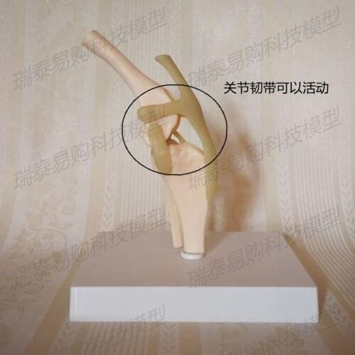 Dog knee joint bone model simulation PVC material dog knee joint bending ligament leg skeleton