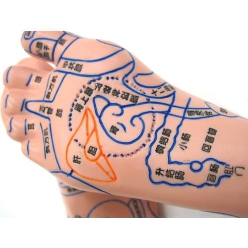 13cm Foot Reflex Zone Massage Model Not Acupuncture Model Chinese Language Feet Reflexology Pair Medical
