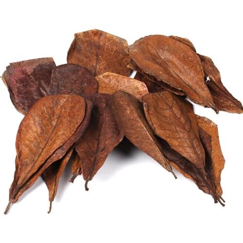 10Pcs Natural Terminalia Catappa Leaves Aquarium Decoration Fish Tank Cleaning Tools Water Treatment Almond Leaf Fish