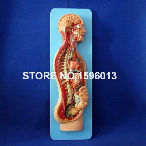 HOT Sympathetic Nervous System Model,Human Nervous System Model,Anatomical Model