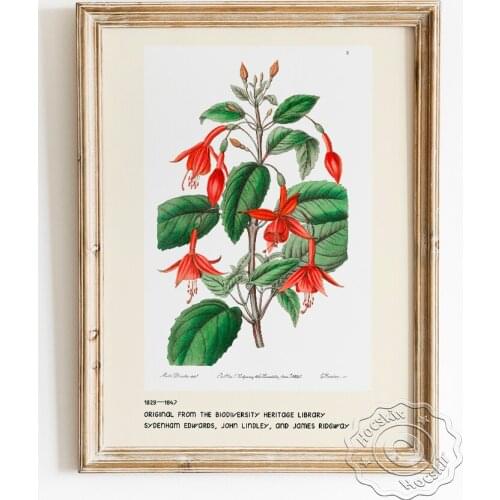 Sydenham Edwards Exhibition Museum Poster, Standishs Fuchsia Canvas Painting, Botanical Enthusiast Art Home Decor Wall Picture