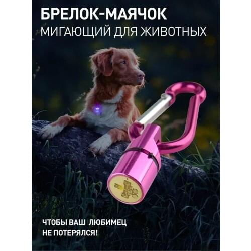KD Dog Accessories