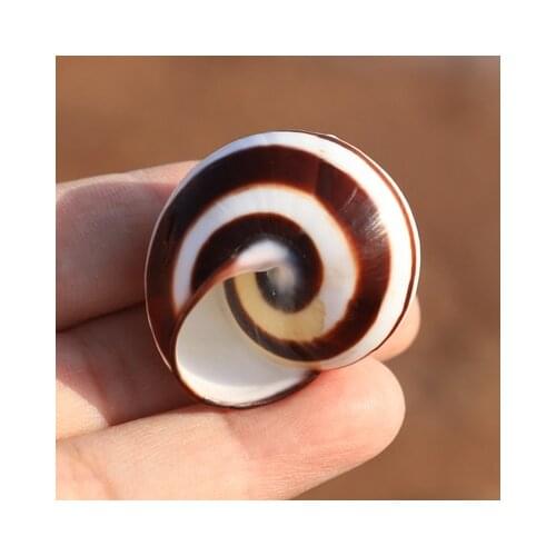 Flower jade snail shell natural shell conch diy ornaments roll shell fish hermit crab shell fish tank landscaping aquarium suppl