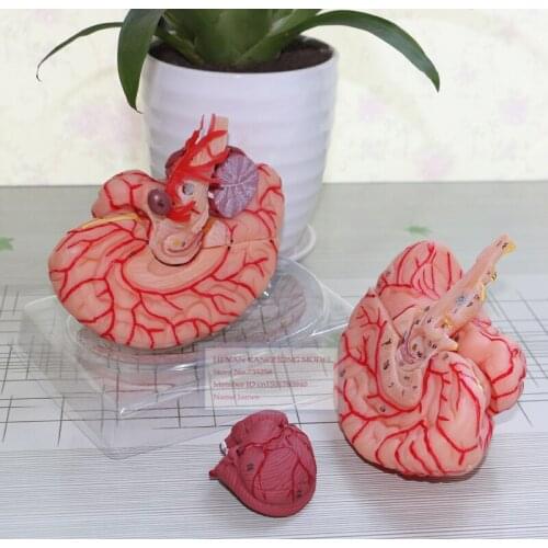 ISO Certification Cerebral Artery Dissection Model,Brain Model,Human Brain Anatomical Model