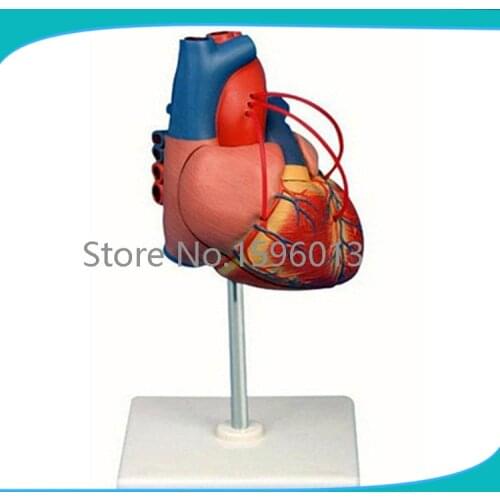 Human heart Bypass model,Heart bypass Surgery model