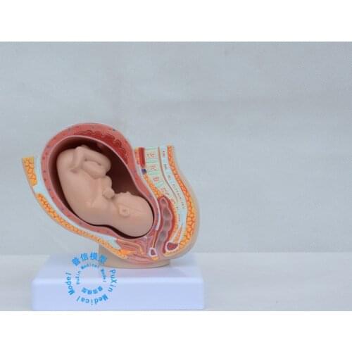 Free shipping&Pelvic model midwifery teaching model of embryonic development model for medical school