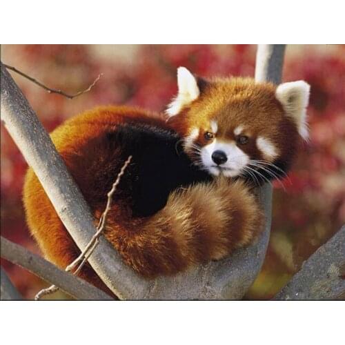 Diamond Embroidery Red Panda Diy Diamond Painting Raccoon Full Square Mosaic Pasted Canvas Cross Stitch Crafts Needlework DF81