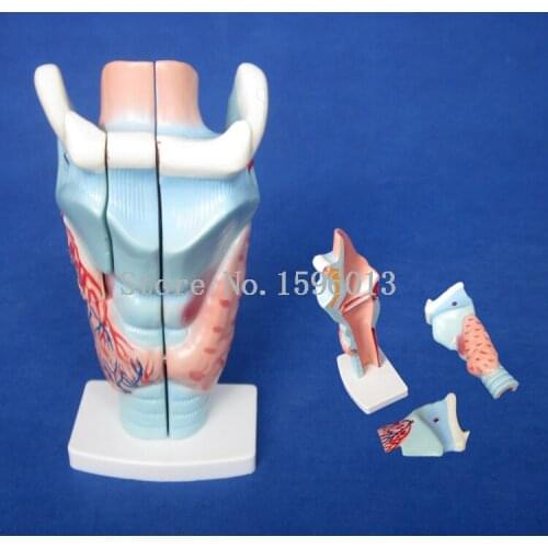 Magnified Human Larynx Model, human larynx anatomical model