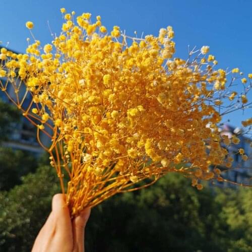 50g/20-30cm,Natural Fresh Preserved Babysbreath flower,Real Forever Display Flower Branch For wedding party Flower Material