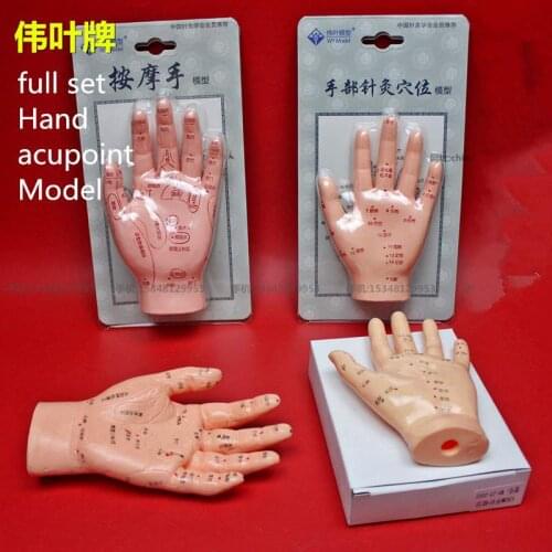 Medical teaching HD Hand acupoint model finger acupuncture model palm massage hand model reflexology meridian acupoint reflex