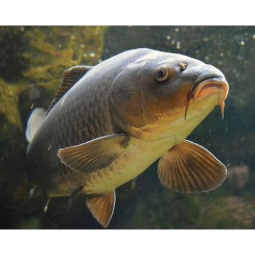 Diy Diamond painting cross stitch kit carp rhinestone mosaic painting pattern full square Diamond embroidery animals picture