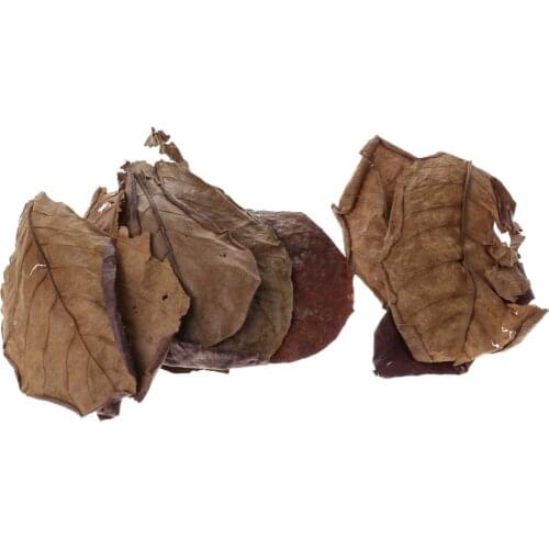 10 Indian Almond Leaves Beneficial Betta Leaf for Shrimp Betta Tropical Fish