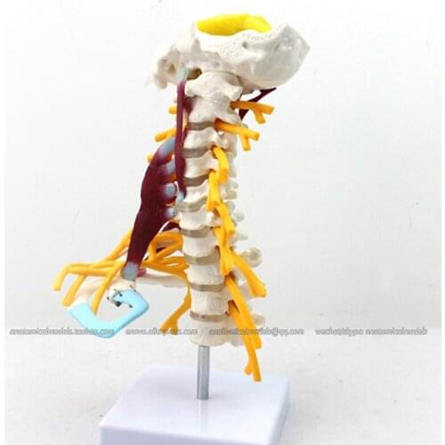 CMAM/12385 cervical vertebra, muscle, Medical Backbone Anatomical Human Model