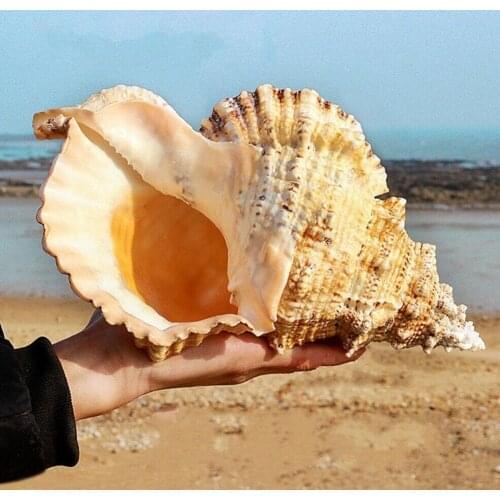 Big Conch Shell Furnishing Marine Decoration Sea Conch Natural Ornaments Shell Wedding Festival Party Decoration Great Gift