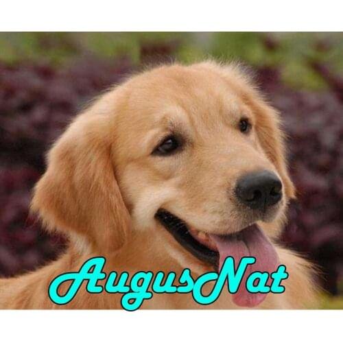 Golden retriever diamond painting dog daimand embroidery sticker diamant dotz sequin picture diamont pianting by numbers animals