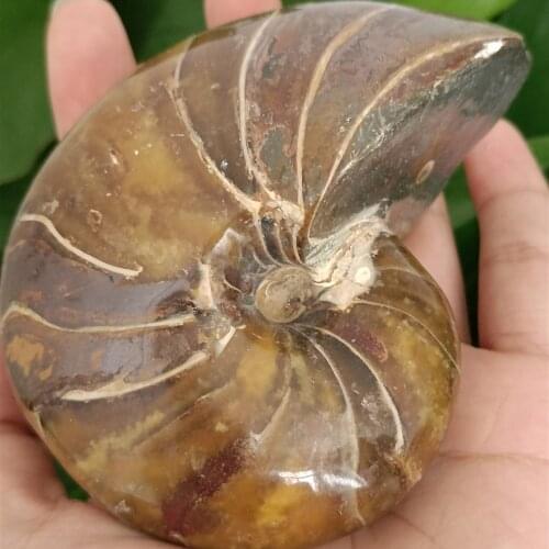 Natural Ammonite Fossil Skull Figurine Crystal Jade Ocean Conch Stone Madagascar Mineral Specimen Wedding Party Decoration 1pc