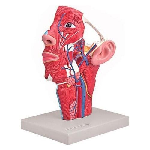 1:1 Life Size Human Head Anatomy Vein Model Medical Teaching Tools Supplies Biology Model