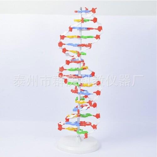 Teaching instrument DNA structure model demonstration 60 cm high school base pair genetic gene biology teaching
