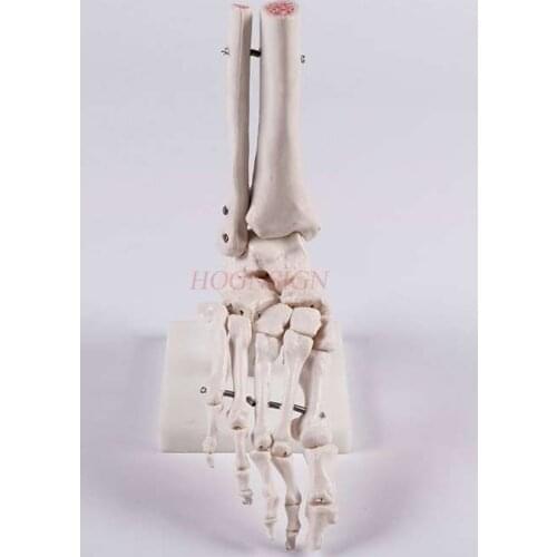 Human foot bone model Toe joint skeletal model Foot bone medical teaching aids Finger joint teaching