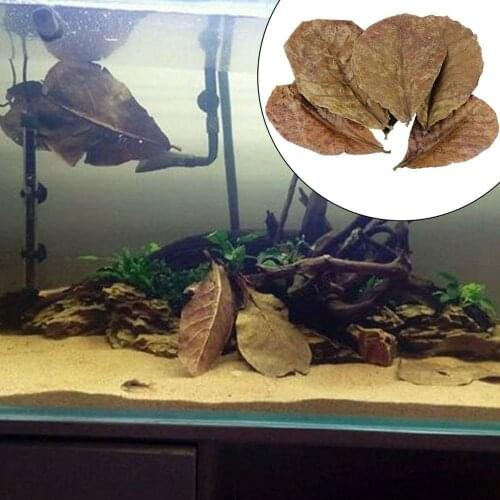 High Quality Natural Terminalia Catappa Leaves,Indian Almond Lour Tree Olive Leaf for Aquarium Water to Balance PH Acidity
