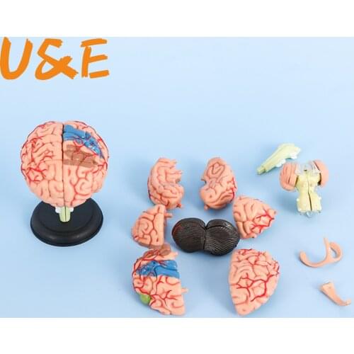 4D Anatomical Human, Brain Model Anatomy Medical Teaching Tool Toy Statues Sculptures Medical School Use 7.2*6*10cm