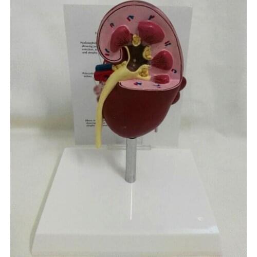 Dog kidney disease health anatomical model canine kidney anatomical model