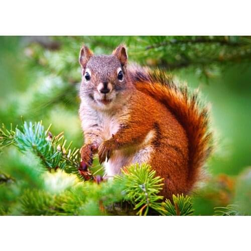 Jmine Div 5D Squirrel Full Diamond Painting cross stitch kits art High Quality Animal 3D paint by diamonds