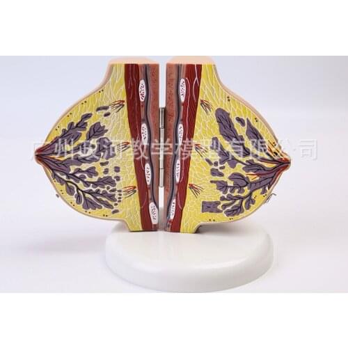Human Female Quiescent Breast Anatomy Model Breast Enhancement Gynecological Teaching Display Model
