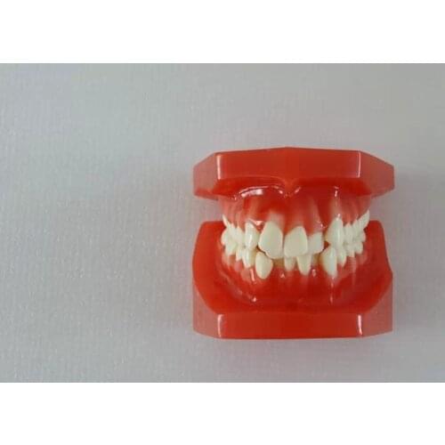Denture Dental Orthodontic Model 24 tooth for dental teaching learning dentist