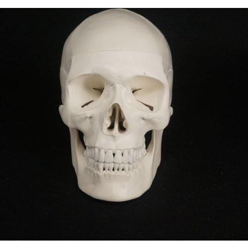 Natural Life Size Human Skull Model High Simulation Anatomical Flexible For Medical Art painting Teaching