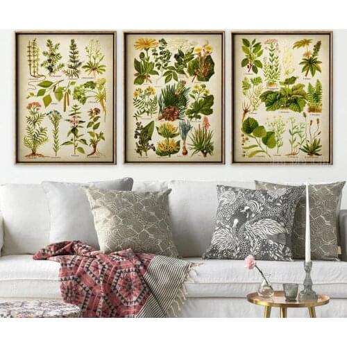 Medicinal Plant Plate 3 Sets Of Oil Painting On Canvas Engraving Interior Art Design Wall