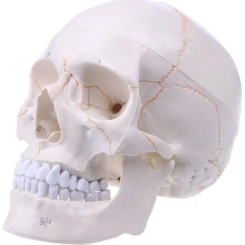 Life Size Human Skull Model Anatomical Anatomy Medical Teaching Skeleton Head Studying Teaching Supplies