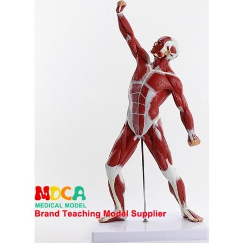 Art creation sketch human body muscle human model sports presentation body drawing medical teaching, MJRR001