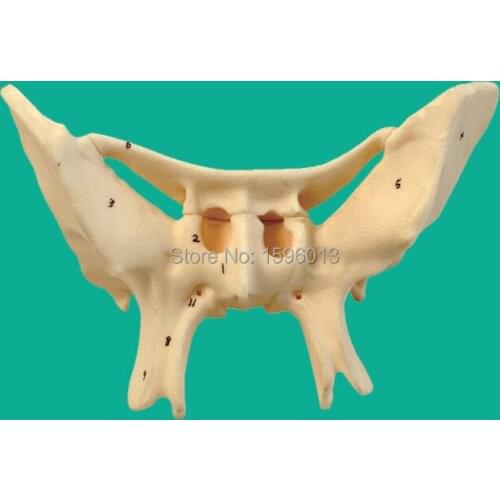 Amplified Alar Bone model, sphenoid bone model